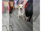 Collie Mix DOG FOR ADOPTION RGADN-1390750 - Tucker - Collie / Mixed (medium