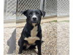 Retriever Mix DOG FOR ADOPTION RGADN-1390756 - Jet - Retriever / Mixed (short