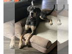 Great Dane DOG FOR ADOPTION RGADN-1390760 - Apollo - Great Dane (short coat) Dog