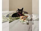 Doxie-Pin DOG FOR ADOPTION RGADN-1390762 - Penny - Miniature Pinscher /