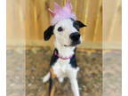 Beagle DOG FOR ADOPTION RGADN-1390763 - Gail - Beagle / Hound (short coat) Dog