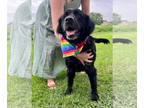 Mix DOG FOR ADOPTION RGADN-1390764 - Ezra - Retriever (medium coat) Dog For