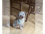 Poodle (Toy) DOG FOR ADOPTION RGADN-1390768 - Coco Puff - Poodle (Toy) (medium