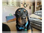 Rottweiler DOG FOR ADOPTION RGADN-1390769 - Elwood - Rottweiler (medium coat)