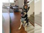 German Shepherd Dog DOG FOR ADOPTION RGADN-1390770 - Metro - German Shepherd Dog