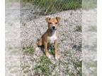 Labrador Retriever DOG FOR ADOPTION RGADN-1390771 - Alice (6333) - Labrador