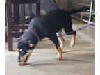 Border Collie Mix DOG FOR ADOPTION RGADN-1390772 - Gabby - Shepherd / Border