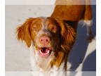Brittany DOG FOR ADOPTION RGADN-1390775 - OK/Maddy May - Brittany (medium coat)