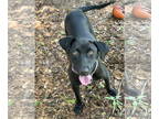 Labrador Retriever Mix DOG FOR ADOPTION RGADN-1390781 - Lady - NEW - Black