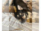 German Shepherd Dog Mix DOG FOR ADOPTION RGADN-1390782 - Jenna - German Shepherd
