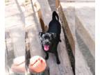 Pug Mix DOG FOR ADOPTION RGADN-1390787 - Peaches - Pug / Terrier / Mixed (short