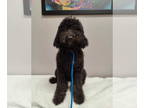 Labradoodle DOG FOR ADOPTION RGADN-1390789 - Cristal - Poodle (Standard) /