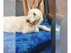 Poodle (Standard) Mix DOG FOR ADOPTION RGADN-1390792 - Sailor - Poodle