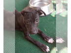 Beagle Mix DOG FOR ADOPTION RGADN-1390793 - Boohoo : JD - Beagle / Mixed Dog For