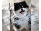 Pomeranian Mix DOG FOR ADOPTION RGADN-1390794 - Chester D5971 - Pomeranian /