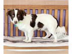 Pembroke Welsh Corgi-Spaniel Mix DOG FOR ADOPTION RGADN-1390796 - **STAPLETON**