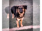 German Shepherd Dog Mix DOG FOR ADOPTION RGADN-1390798 - Heidi - German Shepherd
