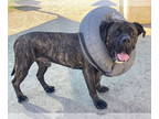 Presa Canario DOG FOR ADOPTION RGADN-1390800 - 2409-0843 Titan - Presa Canario