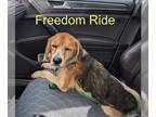 Beagle DOG FOR ADOPTION RGADN-1390801 - Marvin Hamlisch - Beagle Dog For