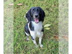 Spaniel Mix DOG FOR ADOPTION RGADN-1390802 - Mango - Spaniel / Mixed (long coat)