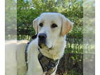 Great Pyrenees Mix DOG FOR ADOPTION RGADN-1390803 - Peaches - Great Pyrenees /
