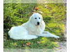 Great Pyrenees Mix DOG FOR ADOPTION RGADN-1390806 - Stellar (3yo