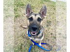 German Shepherd Dog DOG FOR ADOPTION RGADN-1390807 - Maya - German Shepherd Dog