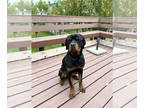 Rottweiler Mix DOG FOR ADOPTION RGADN-1390808 - Marley - Rottweiler / Mixed