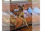 Great Dane Mix DOG FOR ADOPTION RGADN-1390812 - Pru - Great Dane / Mixed Dog For