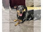 Dachshund DOG FOR ADOPTION RGADN-1390817 - KKAMI - Dachshund (short coat) Dog
