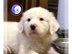 Great Pyrenees DOG FOR ADOPTION RGADN-1390820 - Zelda - Great Pyrenees (long