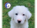 Great Pyrenees DOG FOR ADOPTION RGADN-1390821 - Zephyr - Great Pyrenees (long