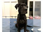 Great Dane DOG FOR ADOPTION RGADN-1390825 - Hey There Delilah - Great Dane
