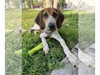 Bluetick Coonhound-Treeing Walker Coonhound Mix DOG FOR ADOPTION RGADN-1390829 -