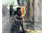 Shepadoodle DOG FOR ADOPTION RGADN-1390830 - *Celeste BLUE - Poodle (Standard) /