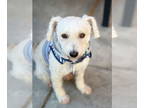 Maltipoo DOG FOR ADOPTION RGADN-1390831 - *Jean-Luc Piccard STARTREK - Poodle