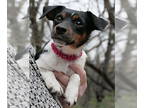Jack Russell Terrier DOG FOR ADOPTION RGADN-1390836 - Betty - Jack Russell