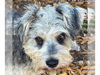 Mix DOG FOR ADOPTION RGADN-1390838 - Jolene - Miniature Schnauzer Dog For