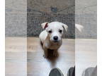 Labrador Retriever DOG FOR ADOPTION RGADN-1390840 - Finn - Labrador Retriever /