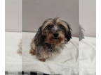 Australian Shepherd Mix DOG FOR ADOPTION RGADN-1390841 - Inky - Australian