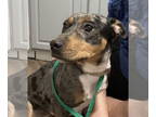 Beagle-Catahoula Leopard Dog Mix DOG FOR ADOPTION RGADN-1390843 - Zena -