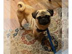 Pug DOG FOR ADOPTION RGADN-1390847 - Ollie - Pug Dog For Adoption