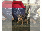Beagle Mix DOG FOR ADOPTION RGADN-1390853 - Tally's Pup Stellan - Beagle / Mixed