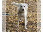 Great Pyrenees DOG FOR ADOPTION RGADN-1390857 - Beauty - Great Pyrenees (medium
