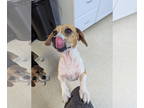 Beagle Mix DOG FOR ADOPTION RGADN-1390860 - Dorothy - Beagle / Mixed Dog For