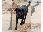Labrador Retriever DOG FOR ADOPTION RGADN-1390863 - Edgar Allan Poe - Labrador