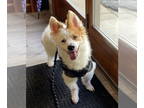 Pembroke Welsh Corgi-Poodle (Miniature) Mix DOG FOR ADOPTION RGADN-1390864 -
