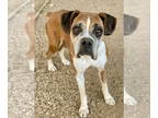 Boxer DOG FOR ADOPTION RGADN-1390865 - Yarmina- Silver Heart - Boxer Dog For