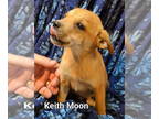 Jack Chi DOG FOR ADOPTION RGADN-1390867 - 70s Rock Stars : Keith Moon - Jack