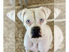 Boxer DOG FOR ADOPTION RGADN-1390872 - Warren - Boxer Dog For Adoption